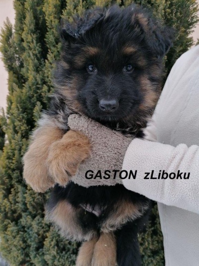 Gaston