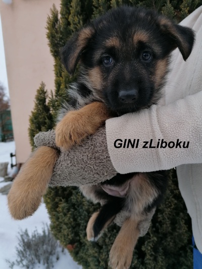 Gini